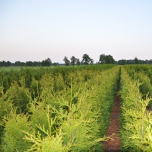 Thuja occidentalis 'Frieslandia' 175-200 UITVERKOCHT